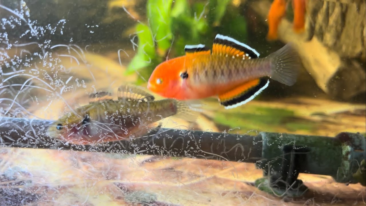 Empire gudgeon (Hypseleotris compressa) lays eggs!