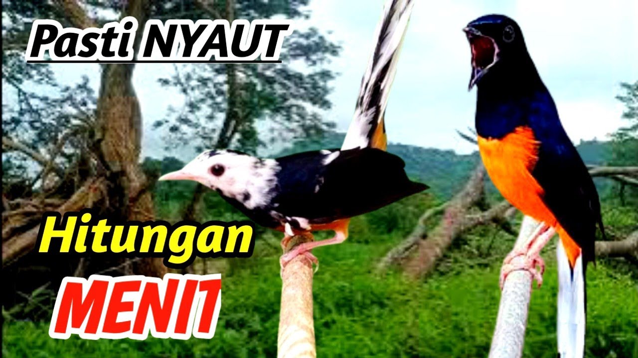 Masteran Murai Batu Asli Banjar River Sound – Powerful Gacor Training & Mental Boosting