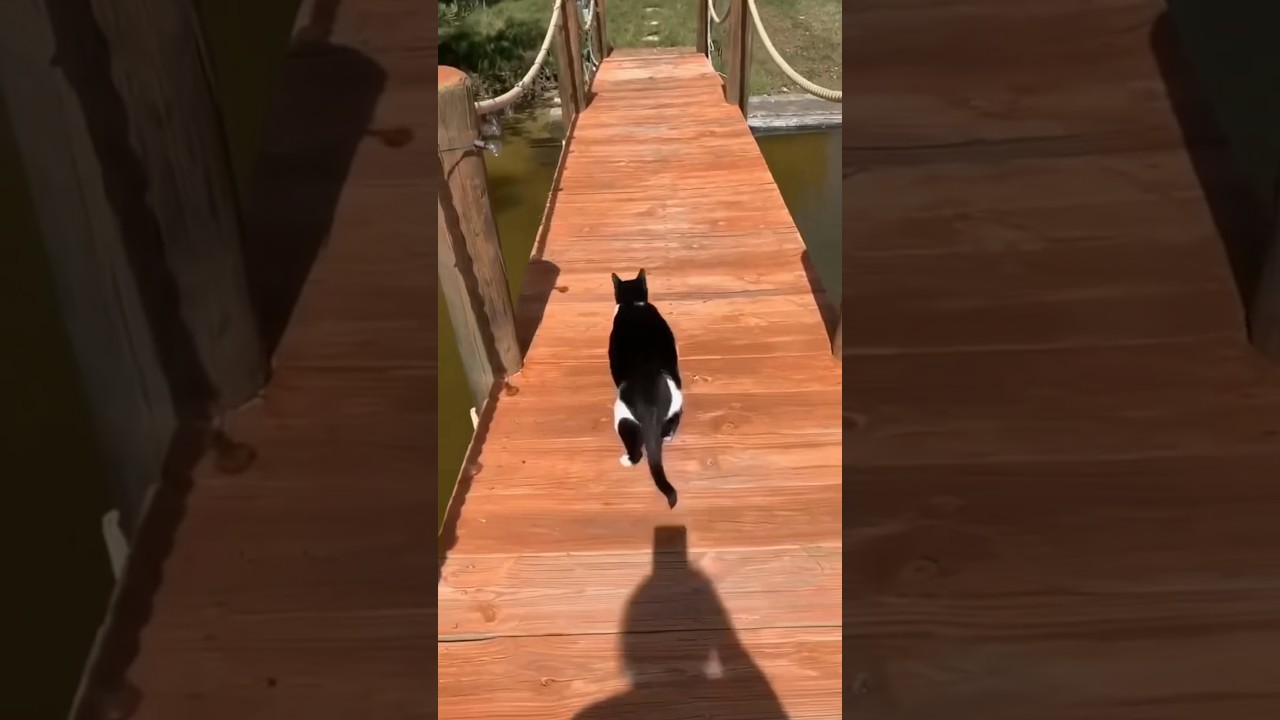 Самое смешное видео с котами 😂 @yourcrystalshop