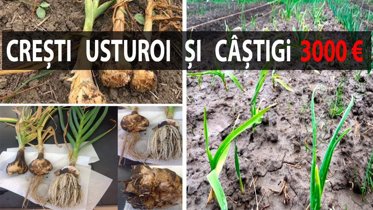Totul despre cultura usturoiului - de la &icirc;nființare la recoltare (+3000 &euro; GRATUIT) - partea 2