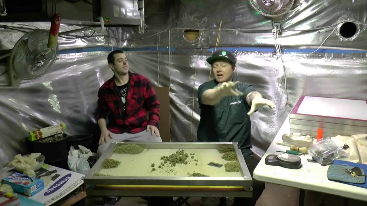 Rosin Tech. The Death of BHO? | How to Make Rosin - Solventless Hash Oil (SHO)