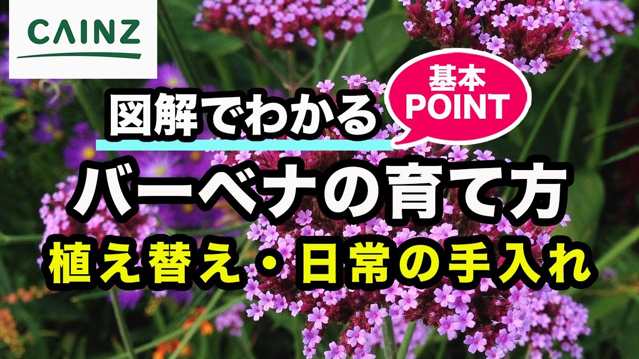バーベナの育て方（別名：美女桜,ビジョザクラ）カインズ花図鑑