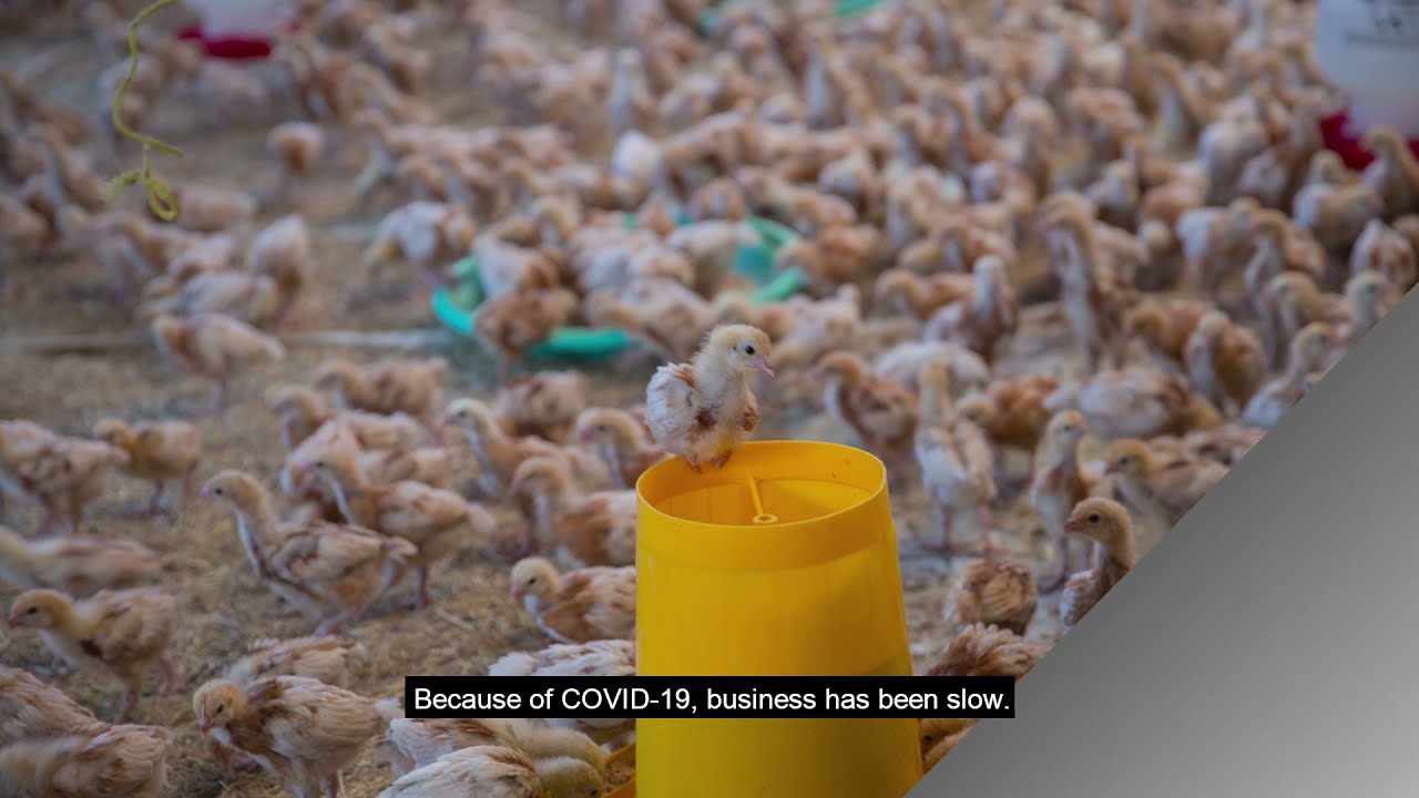 IWD 2021 – Aster Mekonen on running a hatchling enterprise during the COVID-19 pandemic