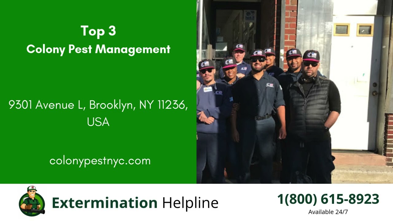 Top 3 Exterminators in Smyrna