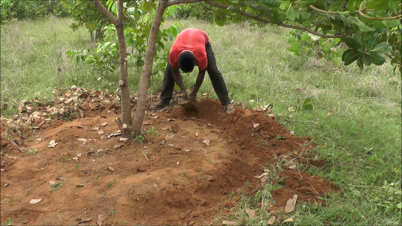 Canopy Management in Cashew_SERP & Digital Green _Srikakulam_A.P._June_2016