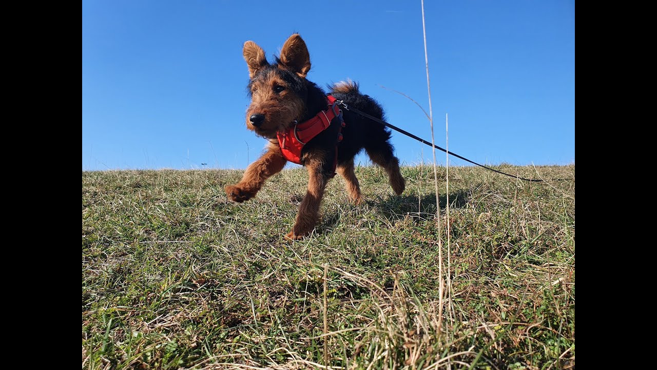 Rupert the Welsh Terrier - 3 Weeks Residential Dog Training