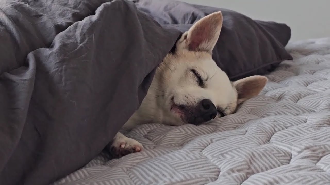 [자막 설정 필수!] 꼬순내 풀풀 나는 영상 🐾🐶
