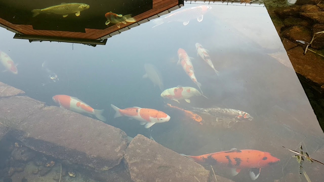 Jaro s koi kapry v Probo&scaron;tově