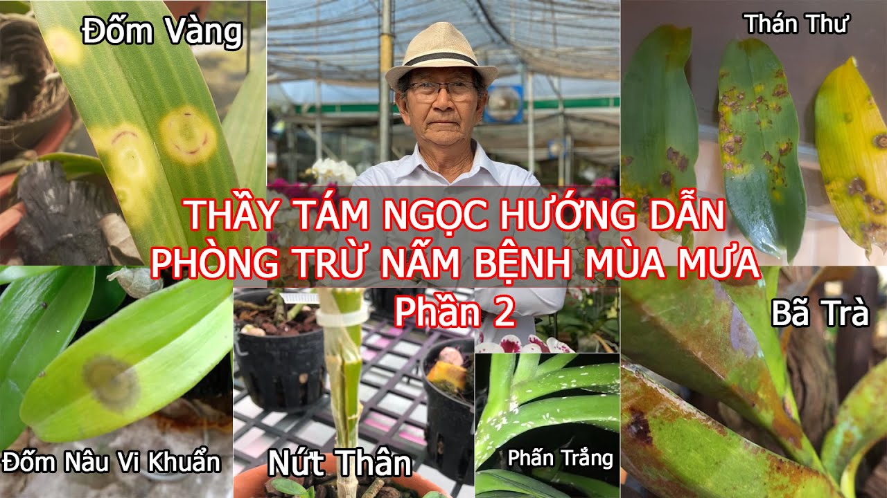 Thầy Tám Ngọc Hướng Dẫn Trị Bệnh Cho Lan Mùa Mưa (Mùa Covid) Tại Lớp Học Trồng Lan - Phần 2