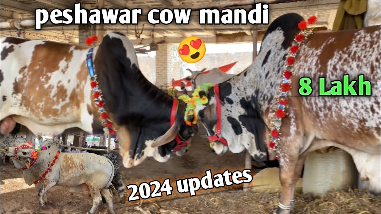 Peshawar biggest cow mandi  Kala mandi fresh 2024 updates