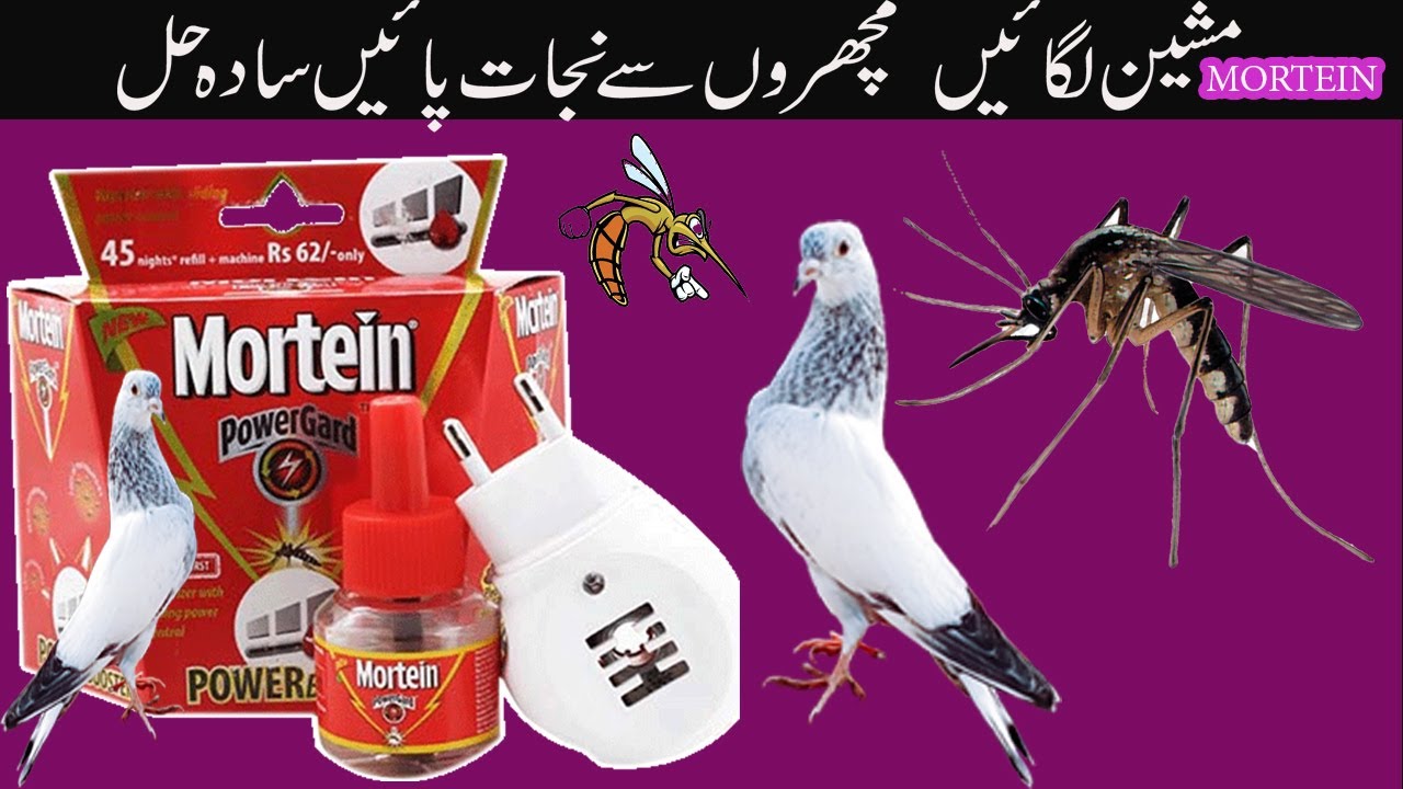 how to protect pigeons from mosquito | simple solution | kabootarbazi