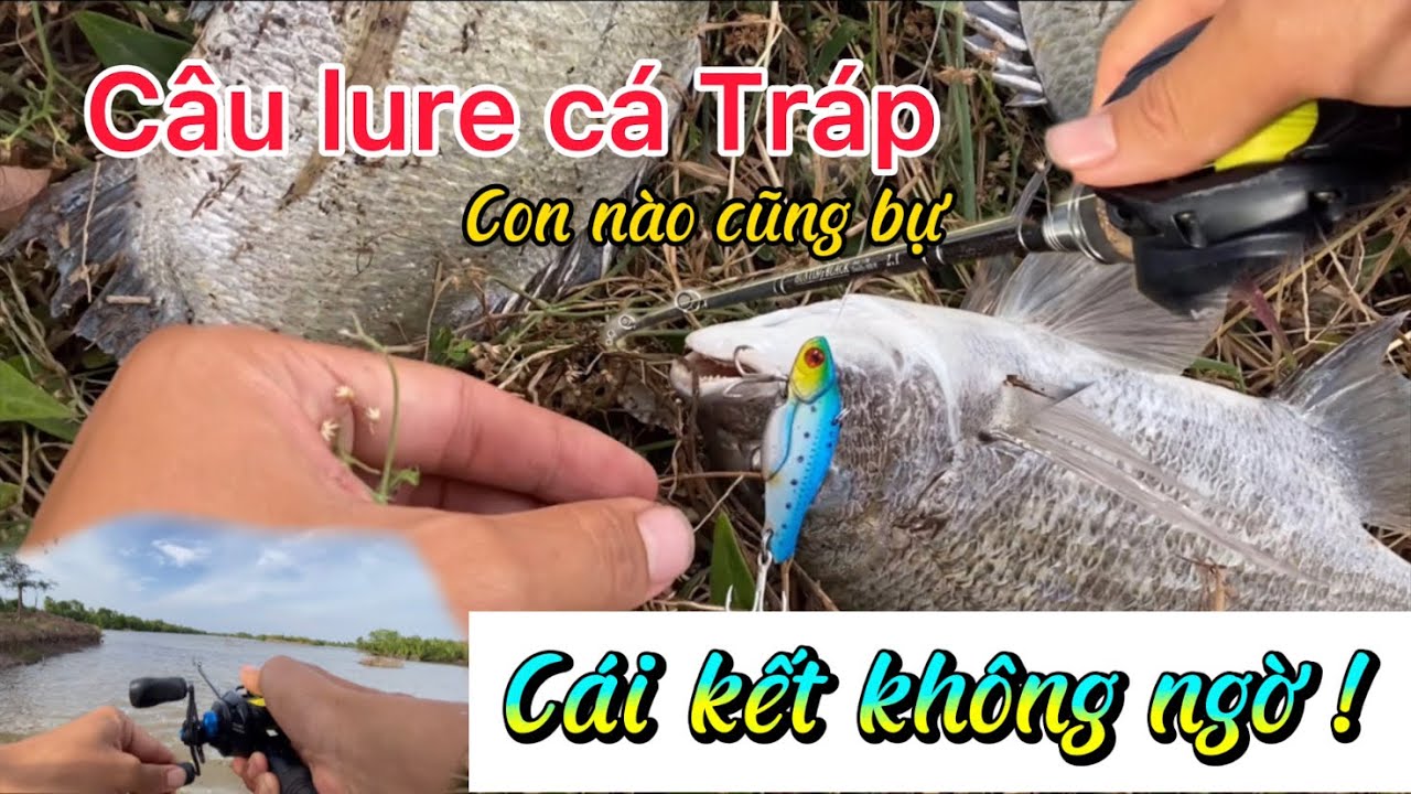 Câu lure cá Tráp (Hanh) con nào đáng con đó - cái kết …
