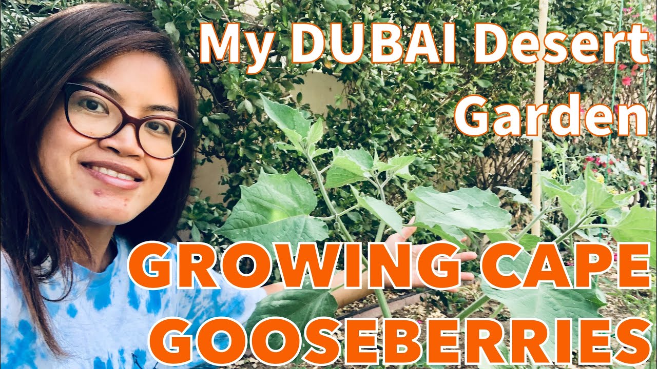 Growing Cape Gooseberries in my Dubai Desert Garden