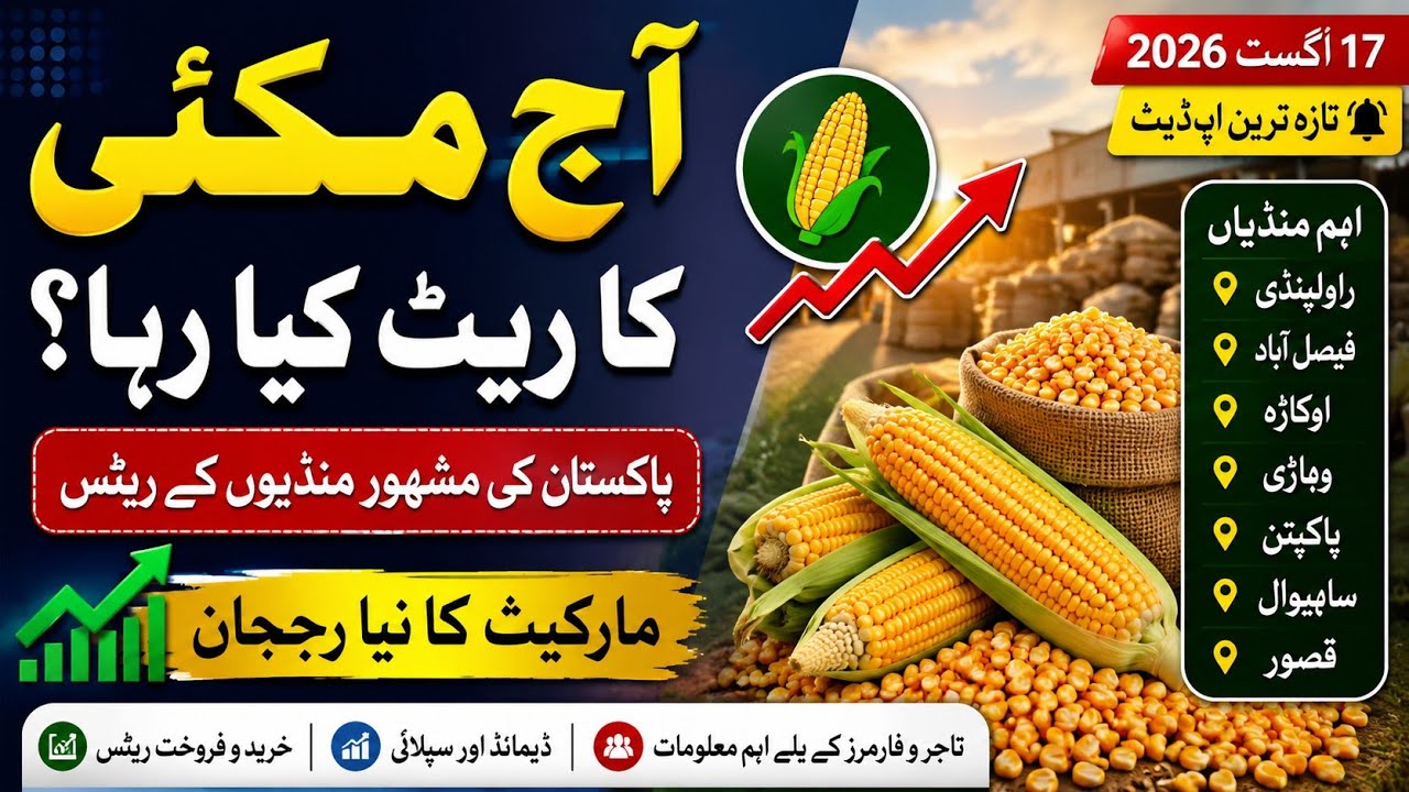 Maize Rate Today in Pakistan | آج مکئی کا ریٹ کیا رہا؟ | Major Mandi Rates & Market Trend