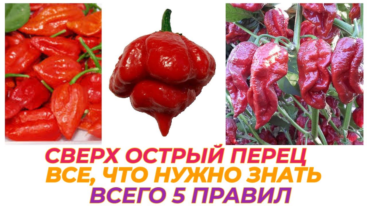 СЕКРЕТЫ ВЫРАЩИВАНИЯ СВЕРХ ОСТРОГО ПЕРЦА / КАК БЫСТРО НАУЧИТСЯ ПОЛИВАТЬ РАССАДУ /  ПЕРВАЯ ПОДКОРМКА
