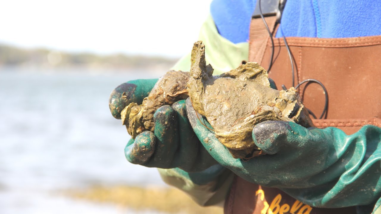 Oyster Restoration Success in the City