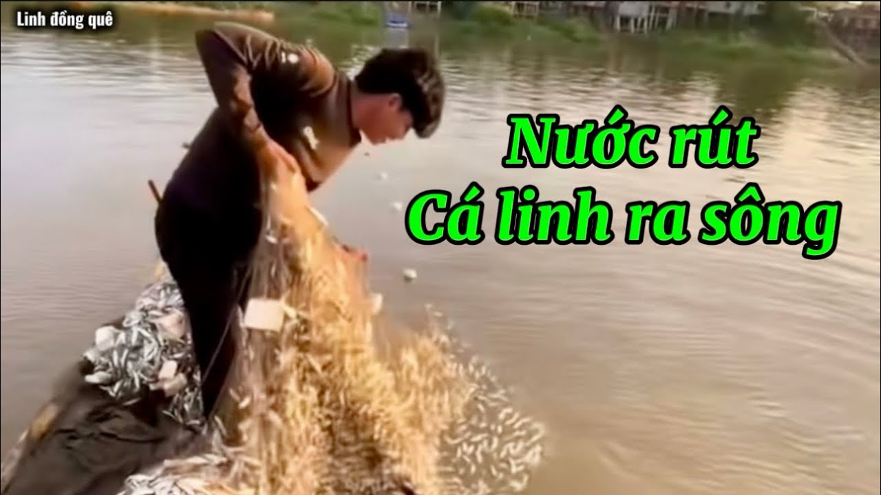 Когда вода спадает, мелкая рыбка (Линь) выходит в реку, и сети вылавливают её целыми тоннами! #Ры...