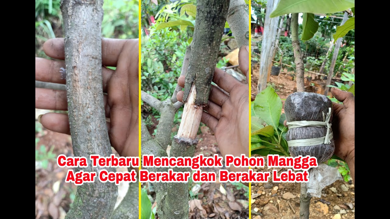 Cara Baru MENCANGKOK POHON MANGGA Agar Cepat Berakar dan Berakar Lebat