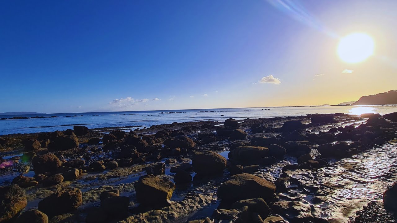 Diving | Auckland NZ) spearfish, Dolphin, Seal, sea urchin (kina)