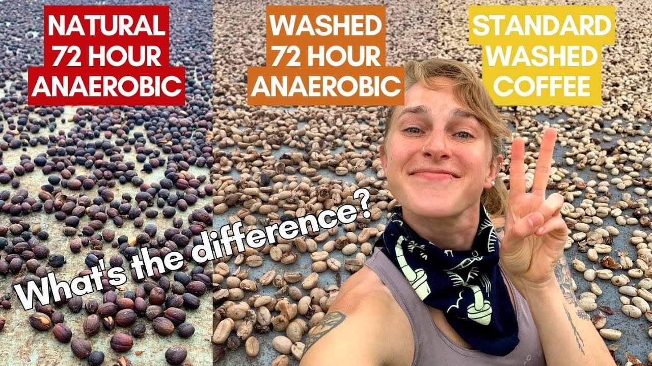 The Difference Between Natural and Washed Coffee, 72 hour 