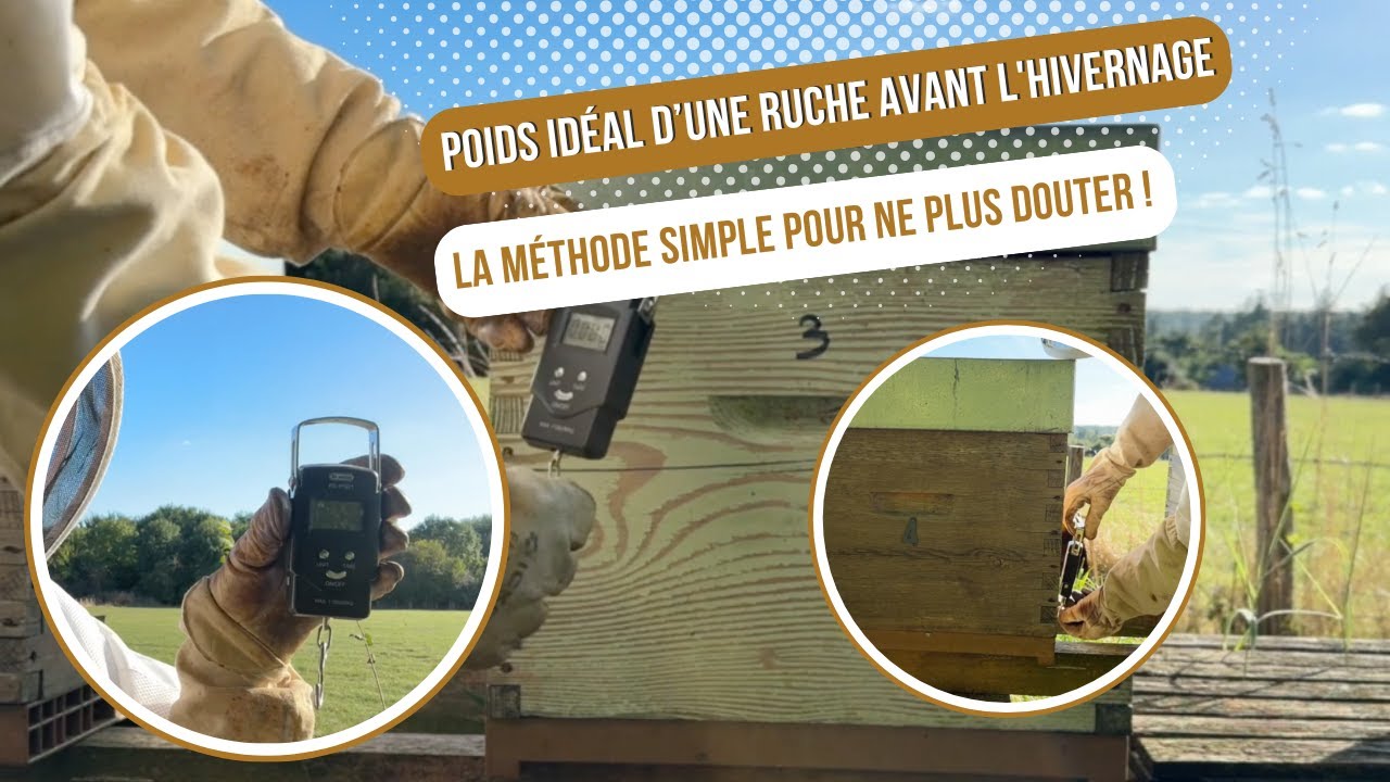 Poids idéal d’une ruche avant l'hivernage : la méthode simple pour ne plus douter ! [S03E19]