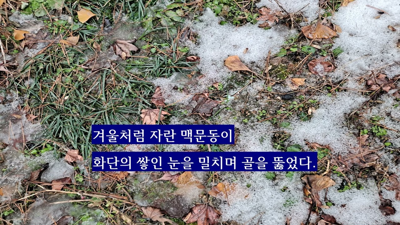 입춘의 아침  / 시낭송