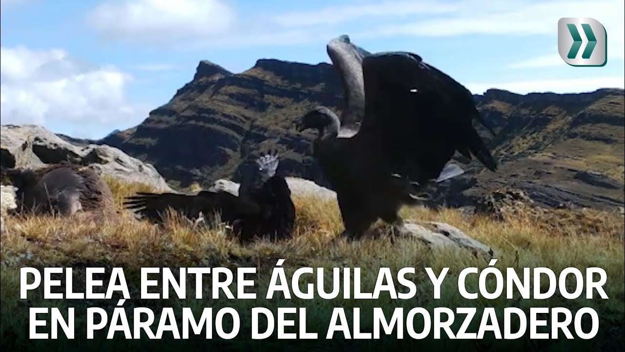 Pelea entre águilas y cóndor en páramo de Santander | Vanguardia