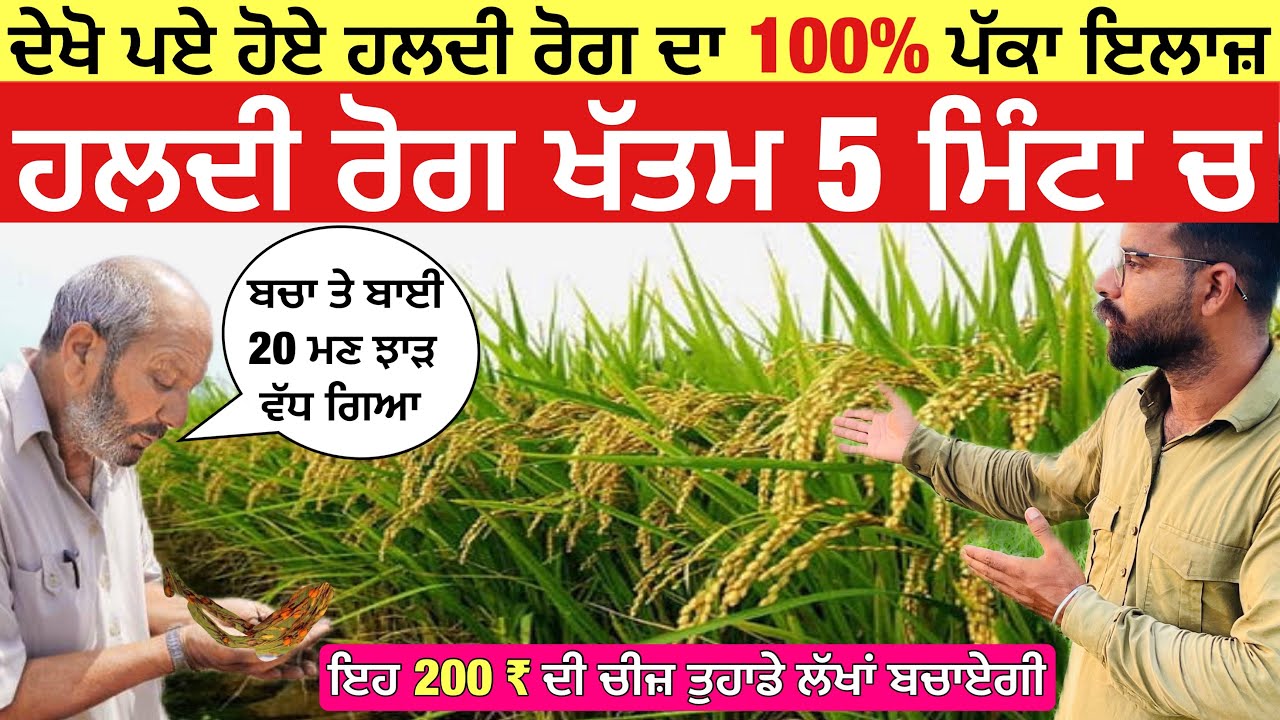 ਦੇਖੋ ਝੋਨੇ ਦਾ ਹਲਦੀ ਗਟੋਲੀ ਰੋਗ 5 ਮਿੰਟਾ ਚ ਖਤਮ | control false smut in paddy