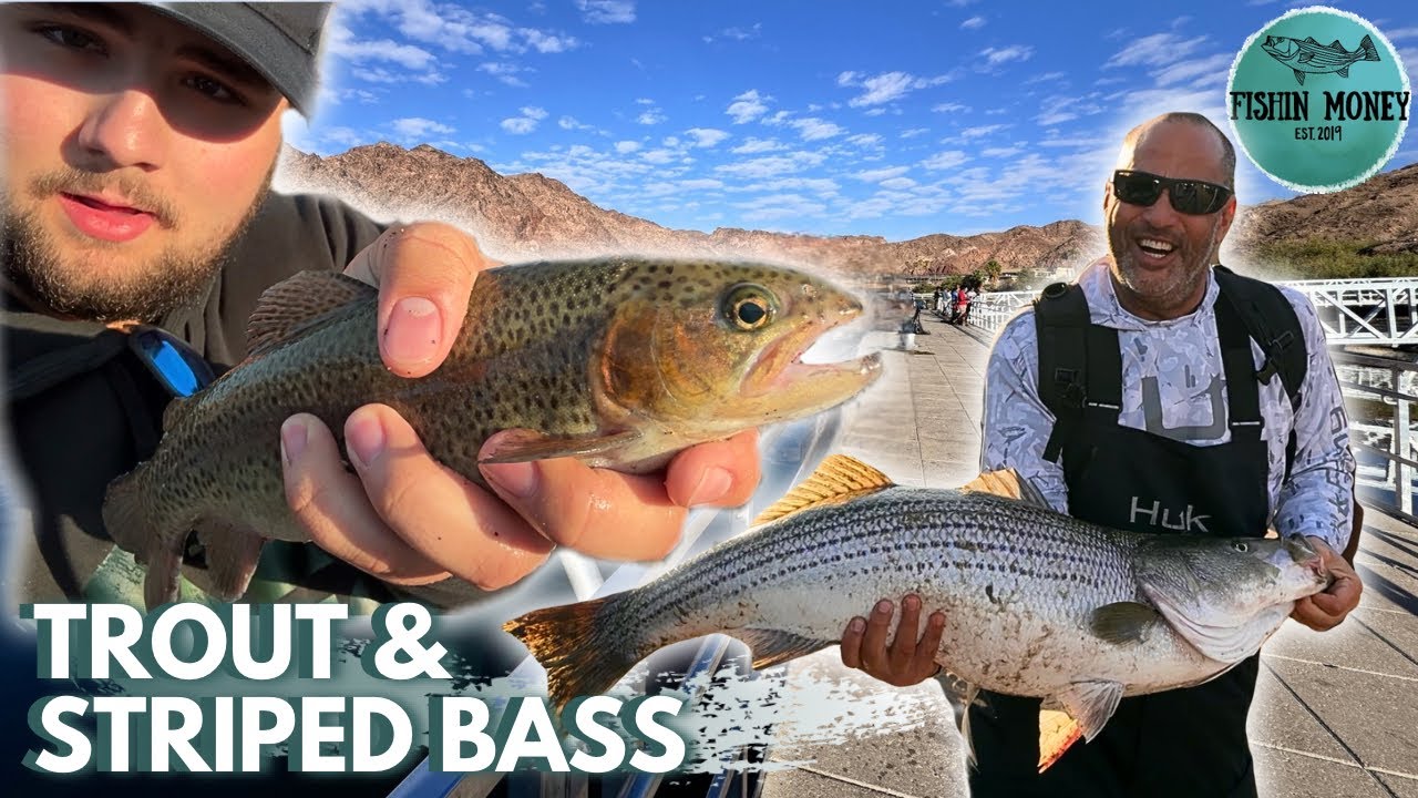 Best Rainbow Trout Fishing Spot in Arizona! Slaying Trout at Willow Beach!