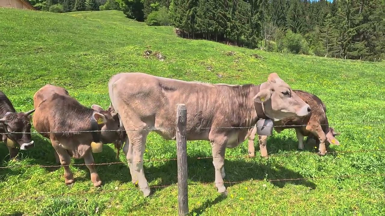 Hidden Treasures of Allgäu Waterfalls, Villages & Mountain Views