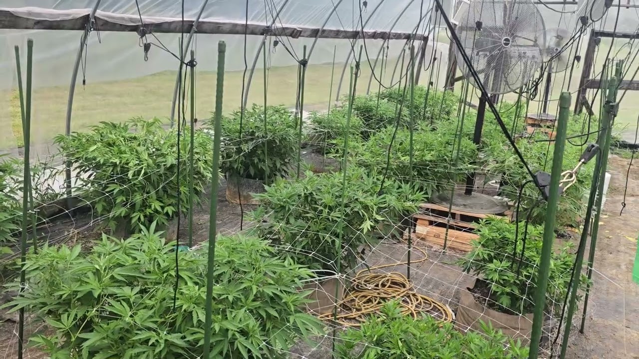 #michiganbud,#growing,#veggies 