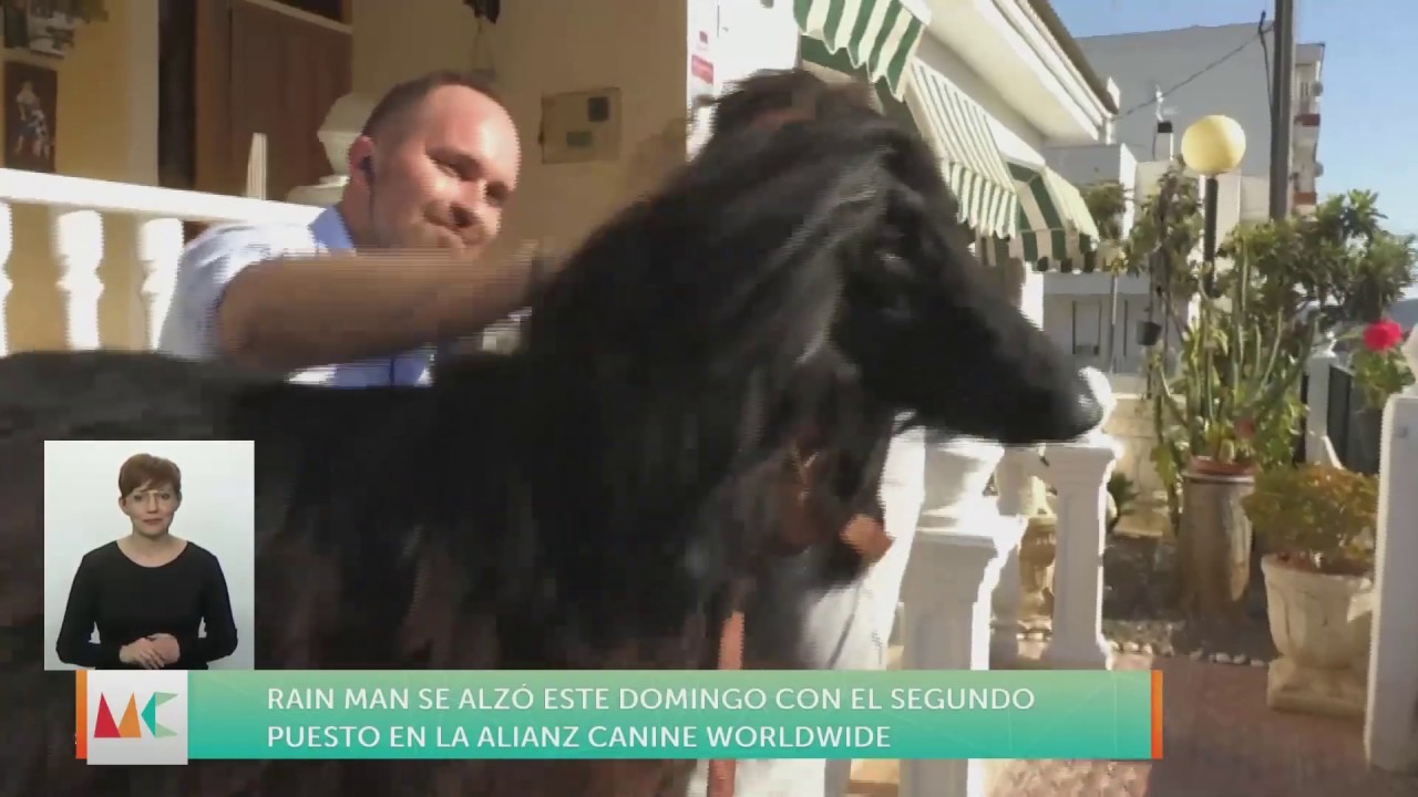 Rainman, uno de los perros más bonitos del mundo