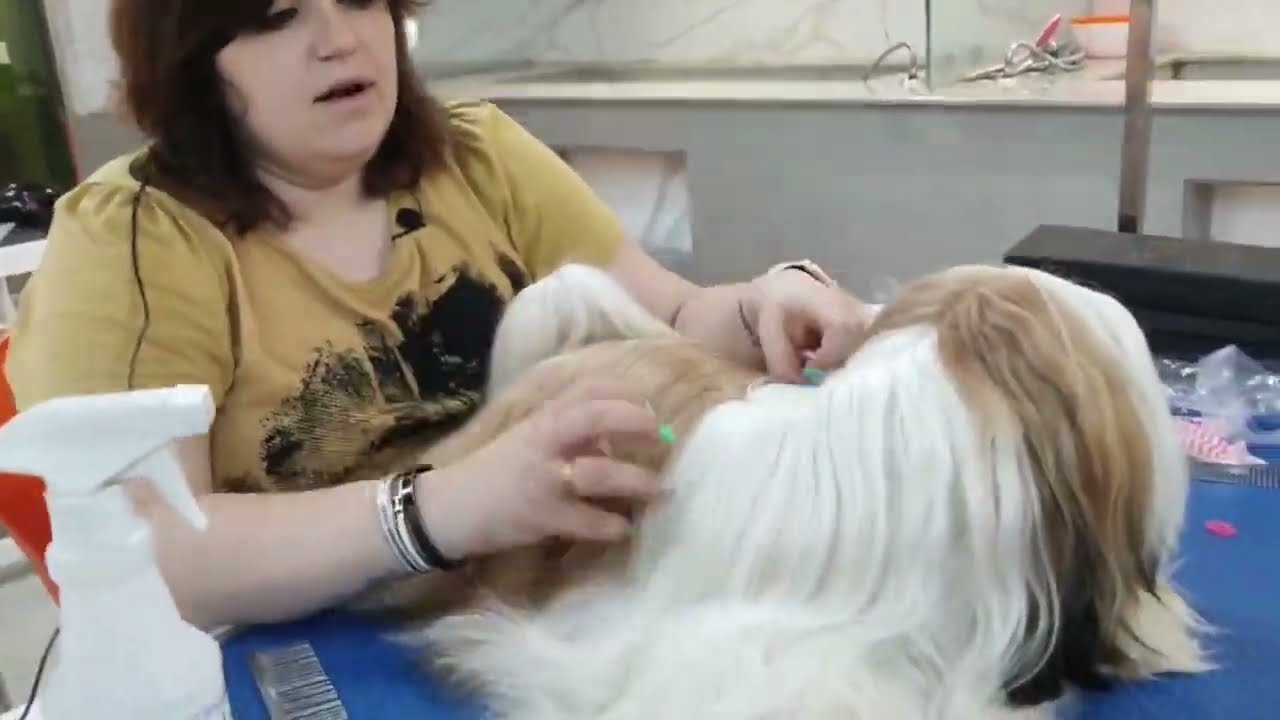 How to do SHIH TZU Grooming ||Show Grooming||Maintain Hairs