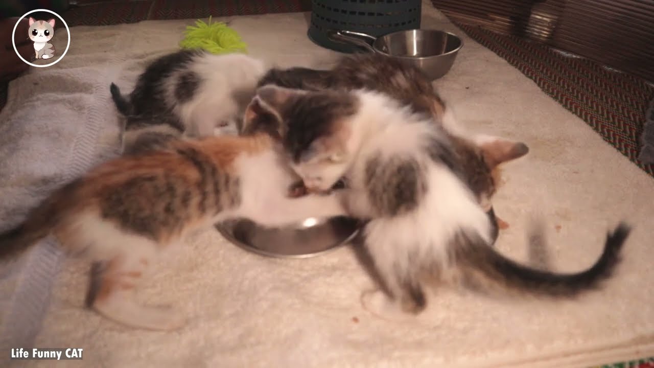 Showing hunger kittens and eating his flavor foods