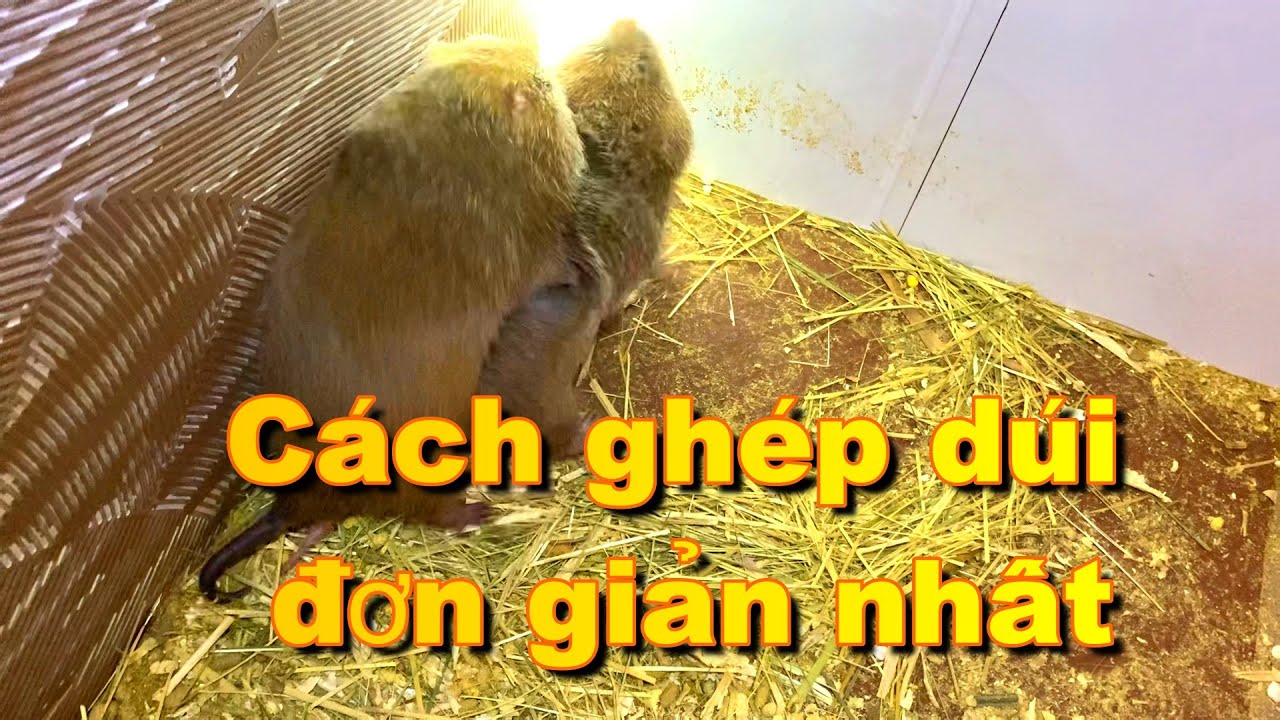 Cách ghép dúi sinh sản đơn giản nhất| Không cần có kinh nghiệm vẫn làm được.