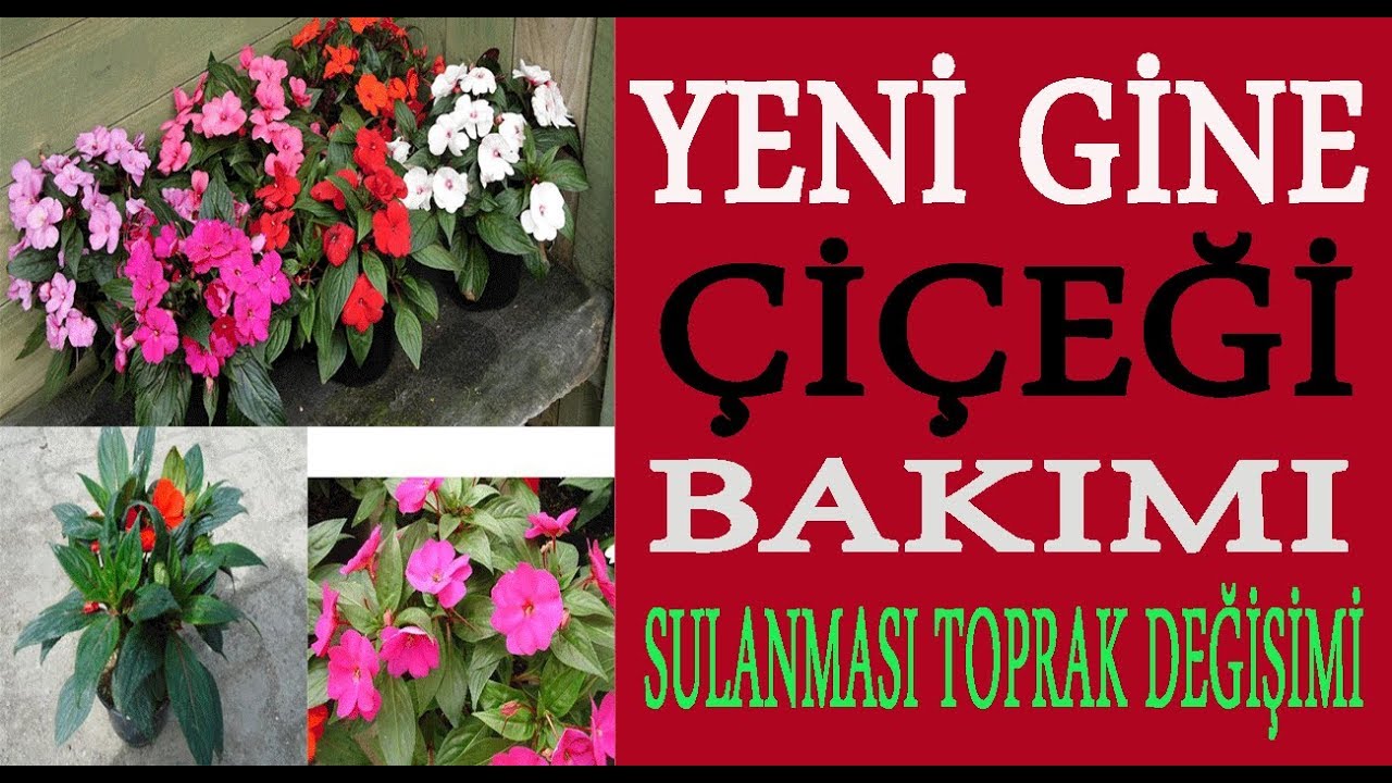 Yeni gine çiçeği bakımı, sulanması ve çoğaltılması. küpe çiçeğinin bakımı