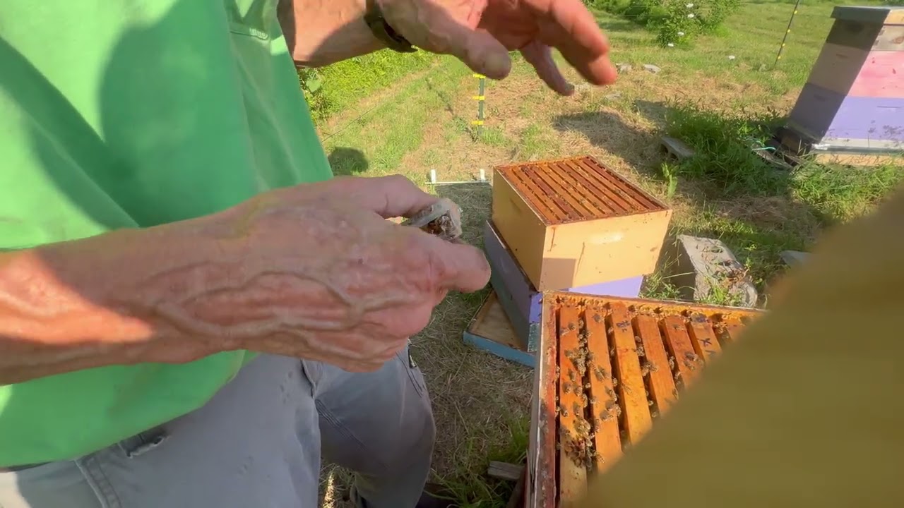 Problems with Plastic Foundation and Queen Cells - Beekeeping Basics