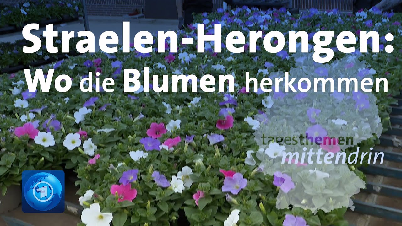 Straelen-Herongen: Wo die Blumen herkommen | tagesthemen mittendrin