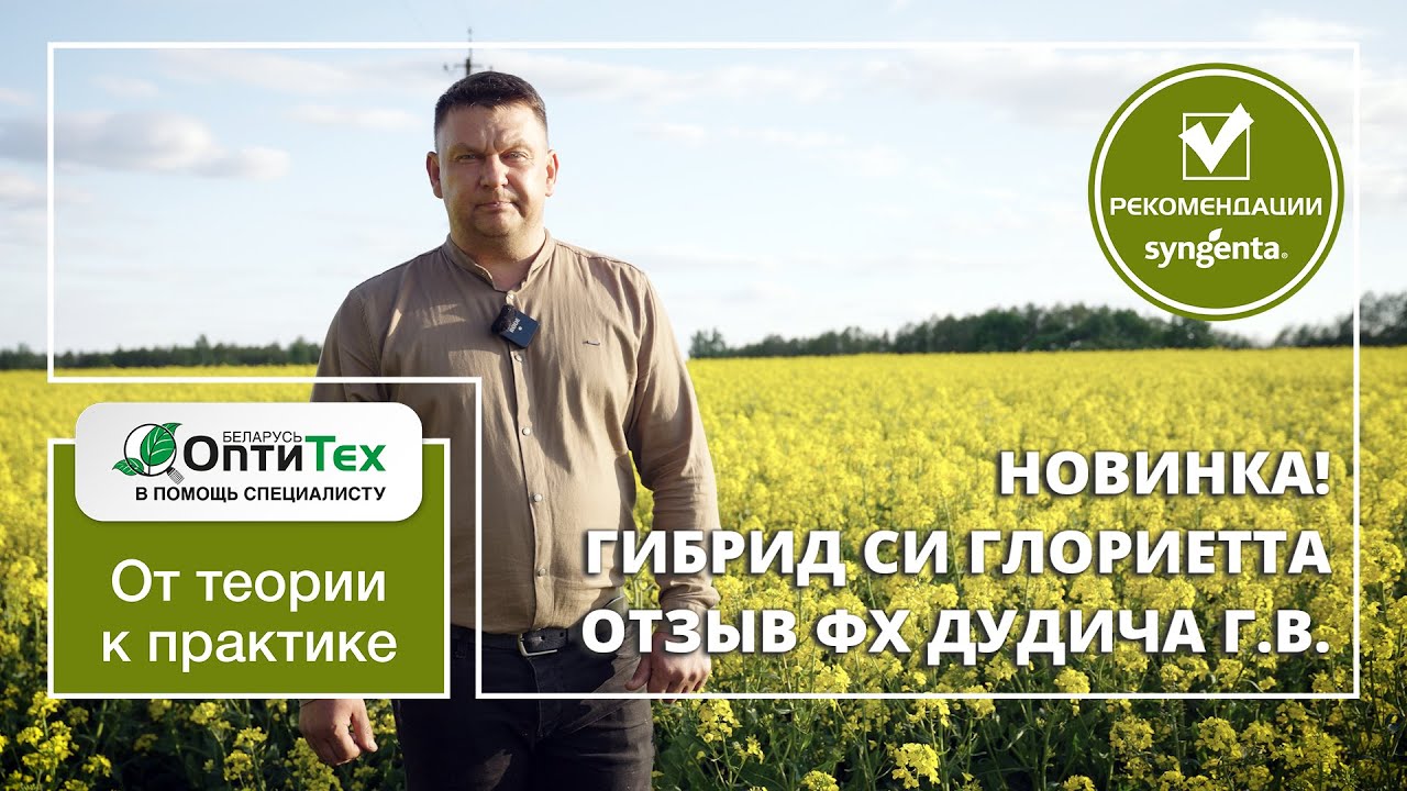 Новинка! Гибрид СИ Глориетта – сияние Ваших полей! Отзыв ФХ Дудича Г.В. Лидского района.