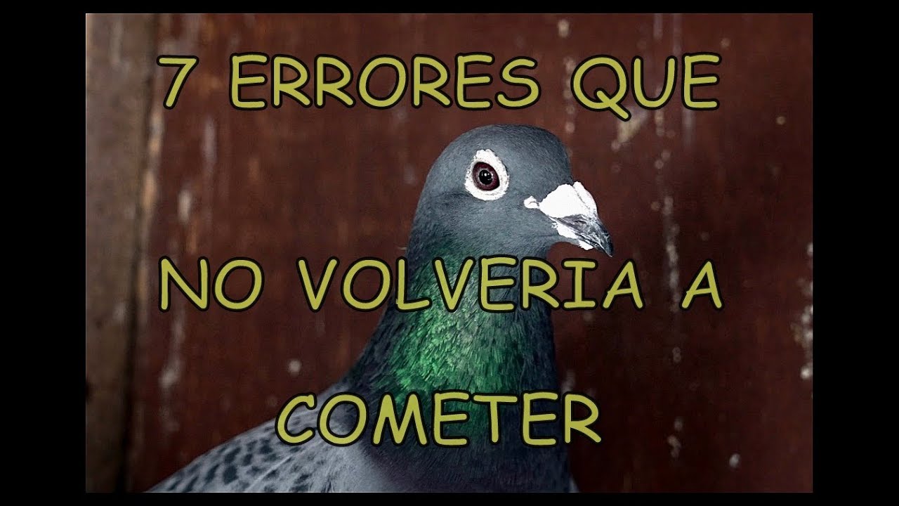 Palomas mensajeras. 7️⃣Siete 7️⃣ ERRORES QUE COMETI COMPITIENDO 😔.
