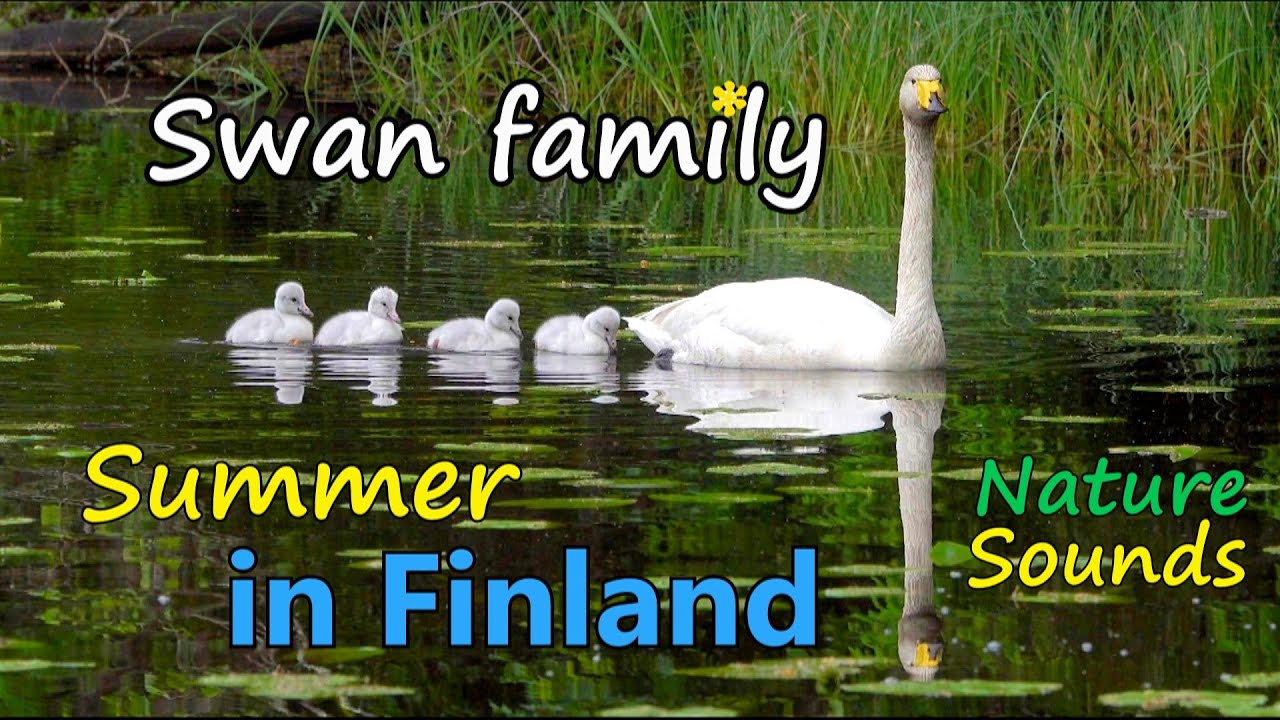 A swan family's entire summer in Finland | Nature sounds
