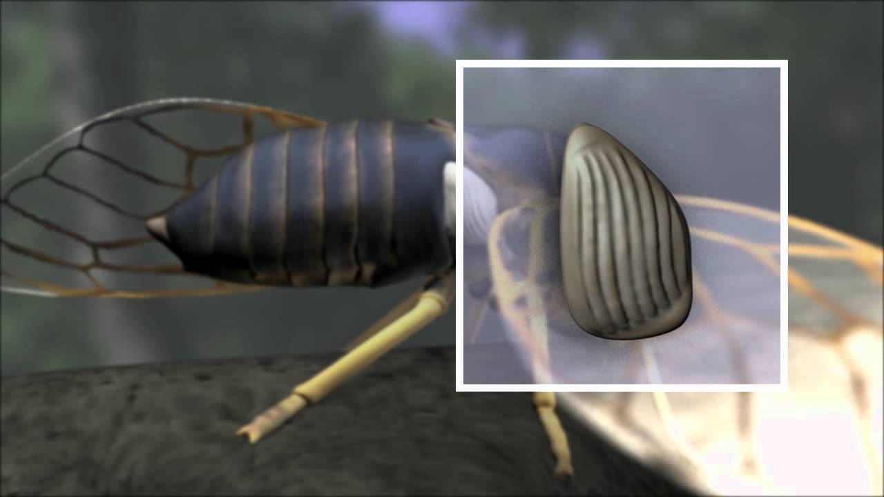 How the Cicada Sings