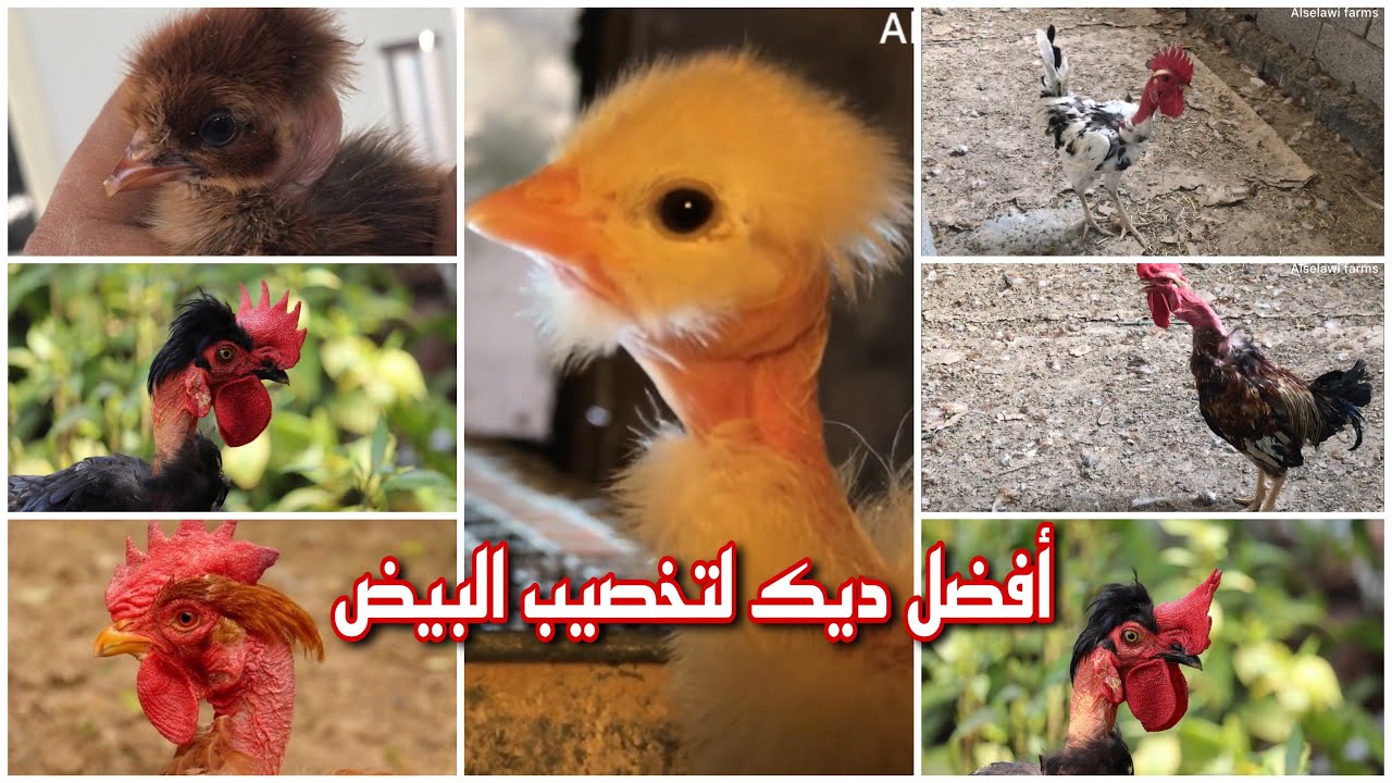 ابو ركيبة من أفضل أنواع الديكة للتزاوج