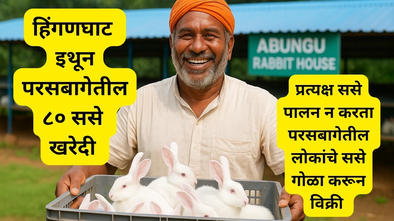 हिंगणघाट इथून परसबागेतील ८० ससे खरेदी #ससेपालन #rabbit #vlog #rabbitfarming #abungu #rabbitry #yt