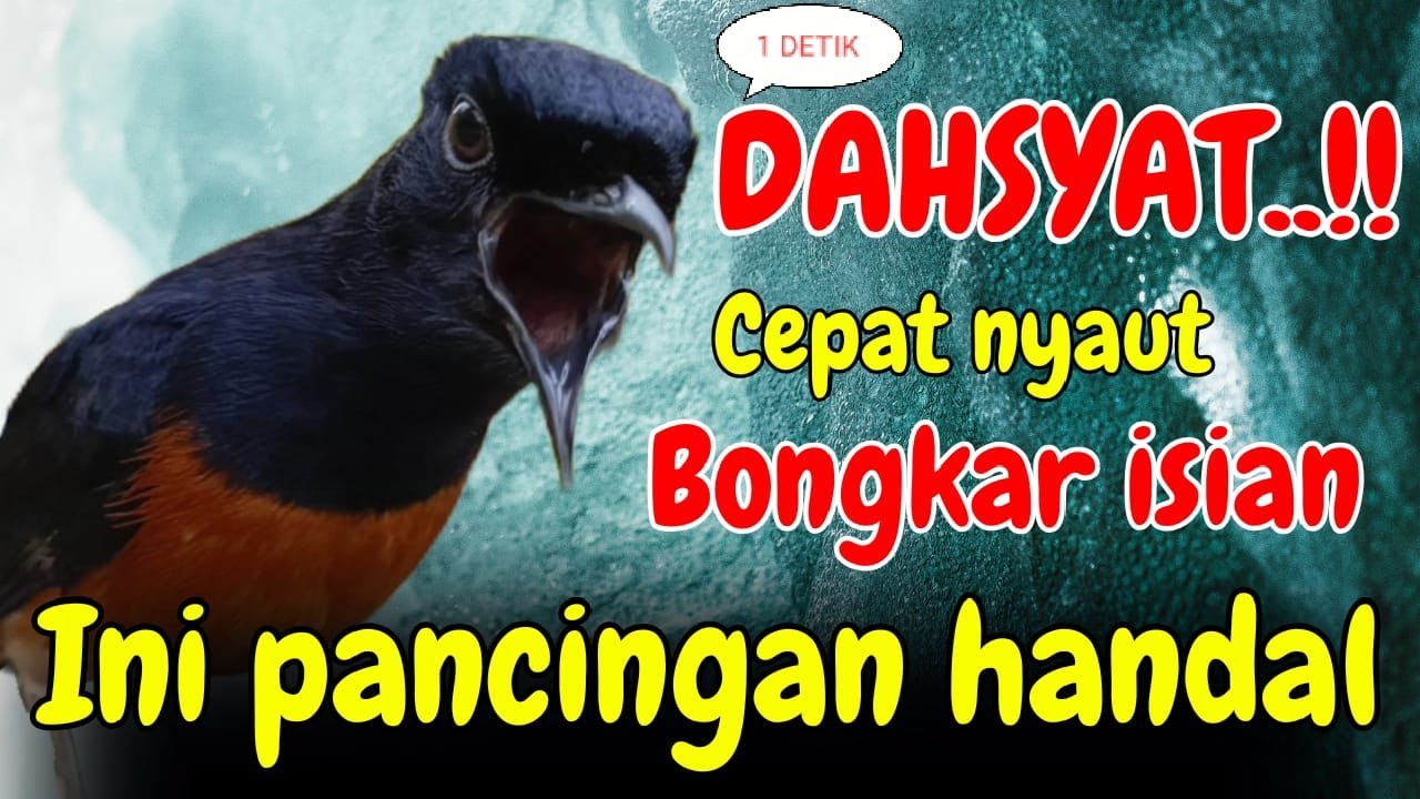 DAHSYAT 100% PANCINGAN MURAI BATU GACOR PAGI-SORE SEKALI DENGAR MURAI BATU APAPUN LANGSUNG BUNYI