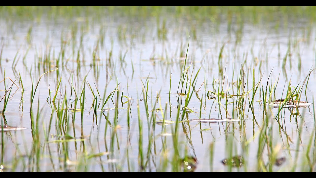 Tommy Butts rice weed control
