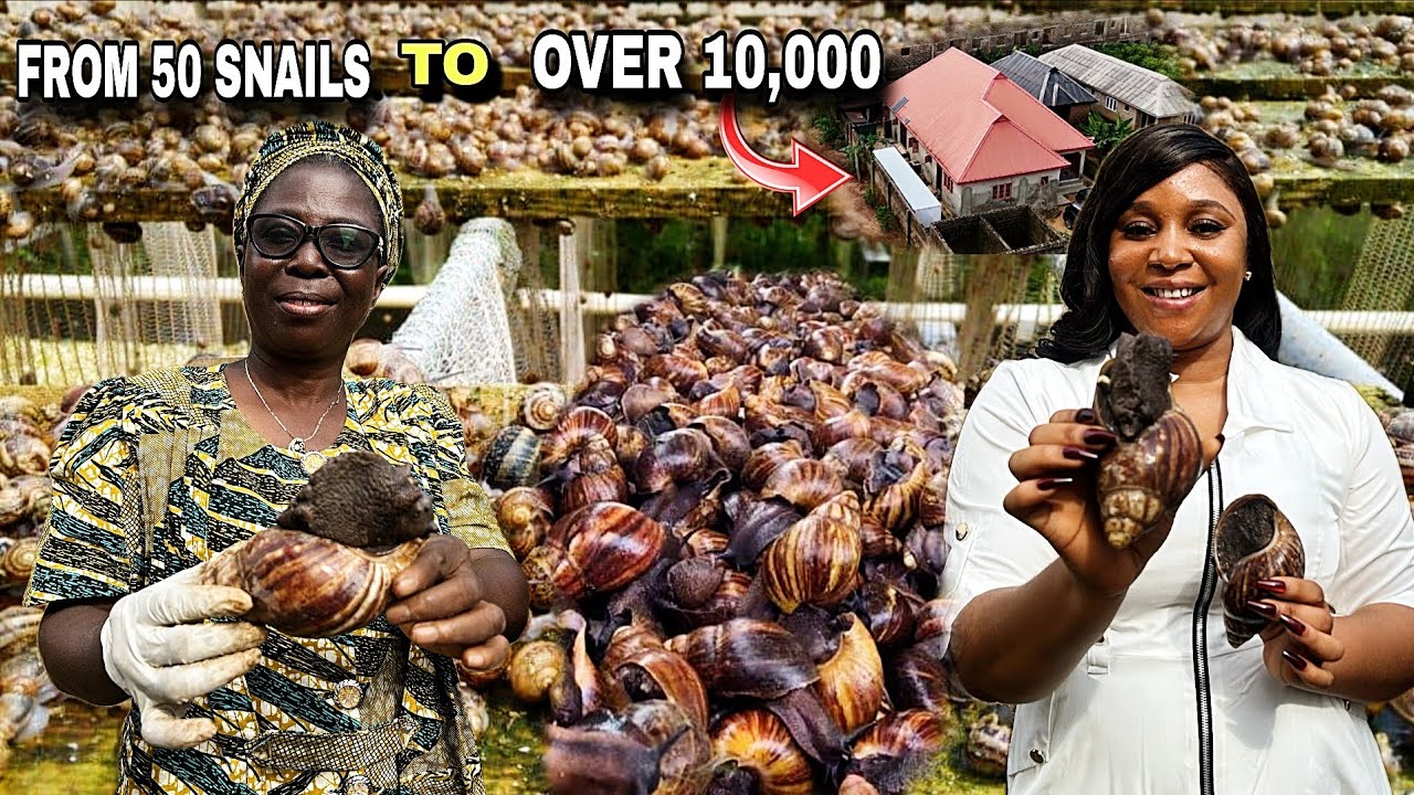 HOW SHE BUILT A MULTI MILLION NAIRA SNAIL FARM IN HER BACKYARD FROM SCRATCH IN NIGERIA  🇳🇬  AFRICA 🌍