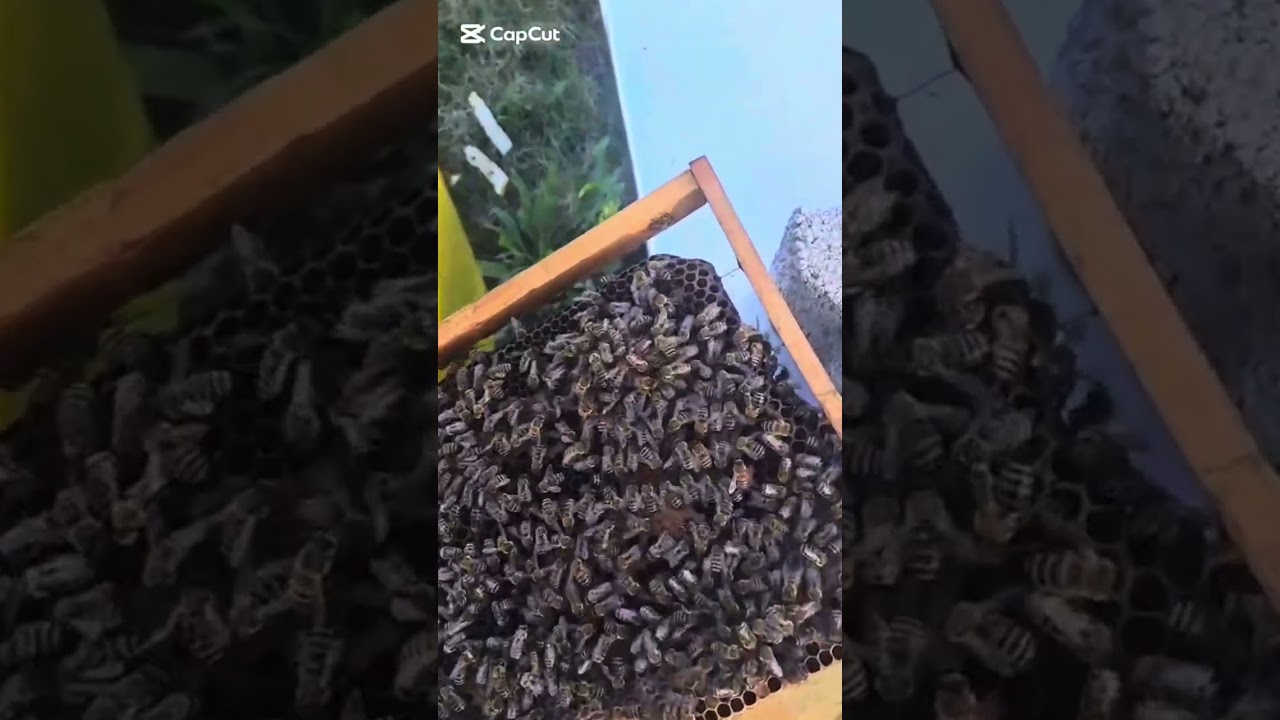 Si mbrohen bletet nga Sulmet e Grerezave dhe bleteve hajdute?
