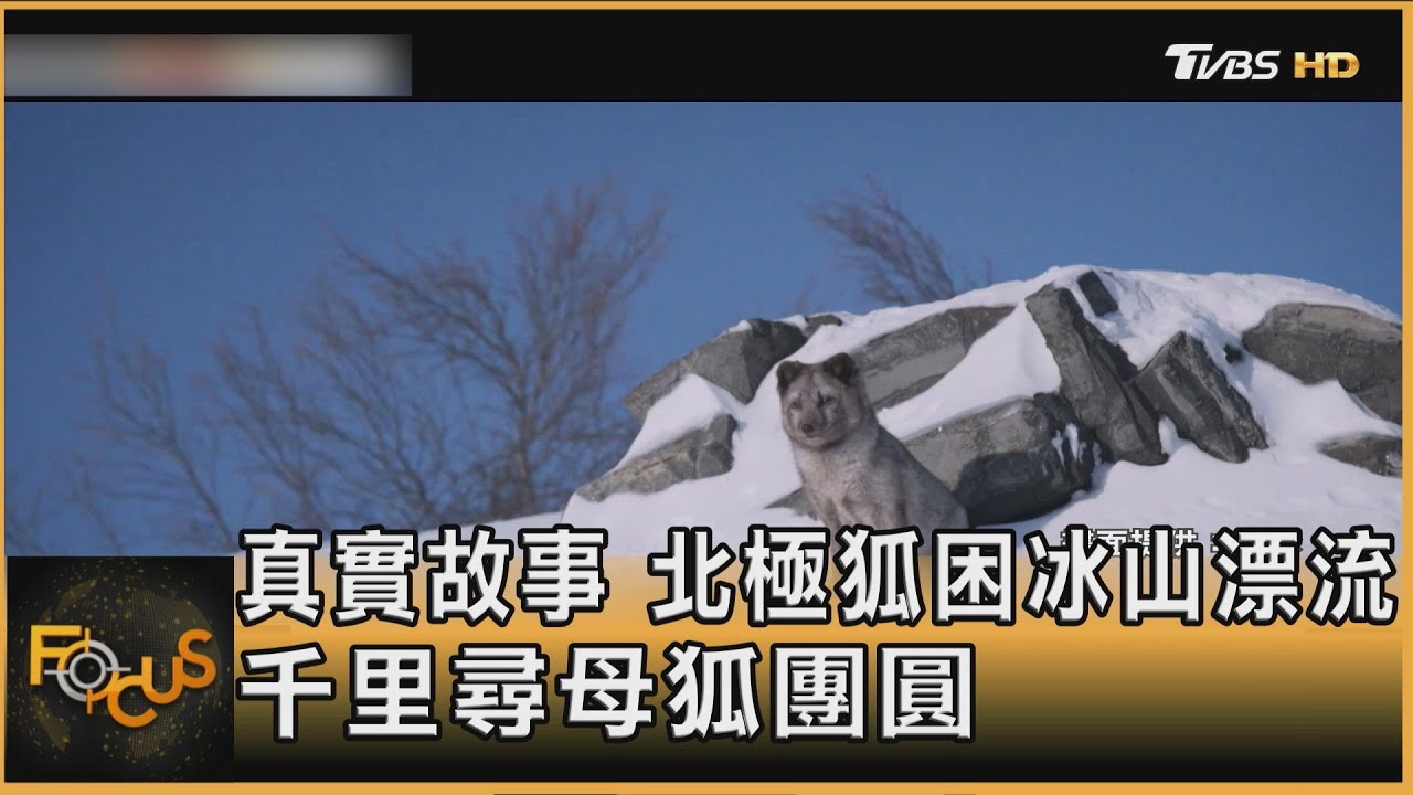 真實故事 北極狐困冰山漂流 千里尋母狐團圓｜方念華｜FOCUS全球新聞20250425@tvbsfocus
