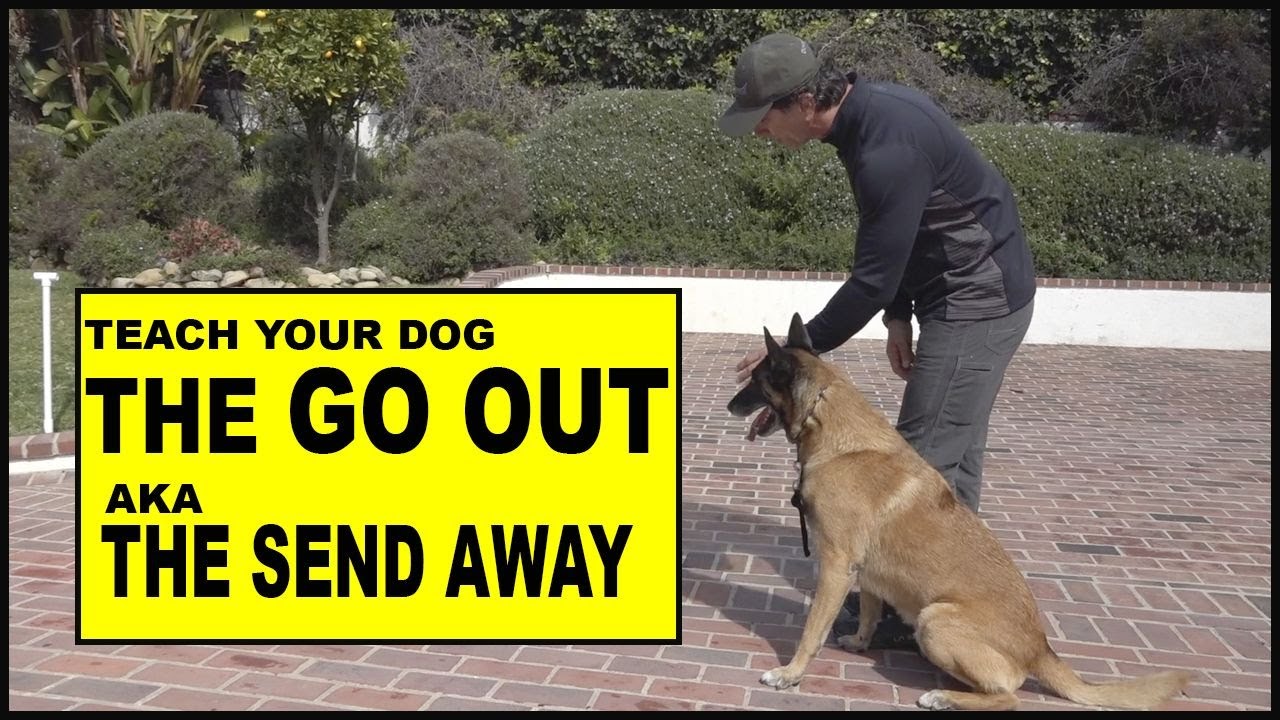 Teach Your DOG the Go OUT / Send Away - Dog Training Video